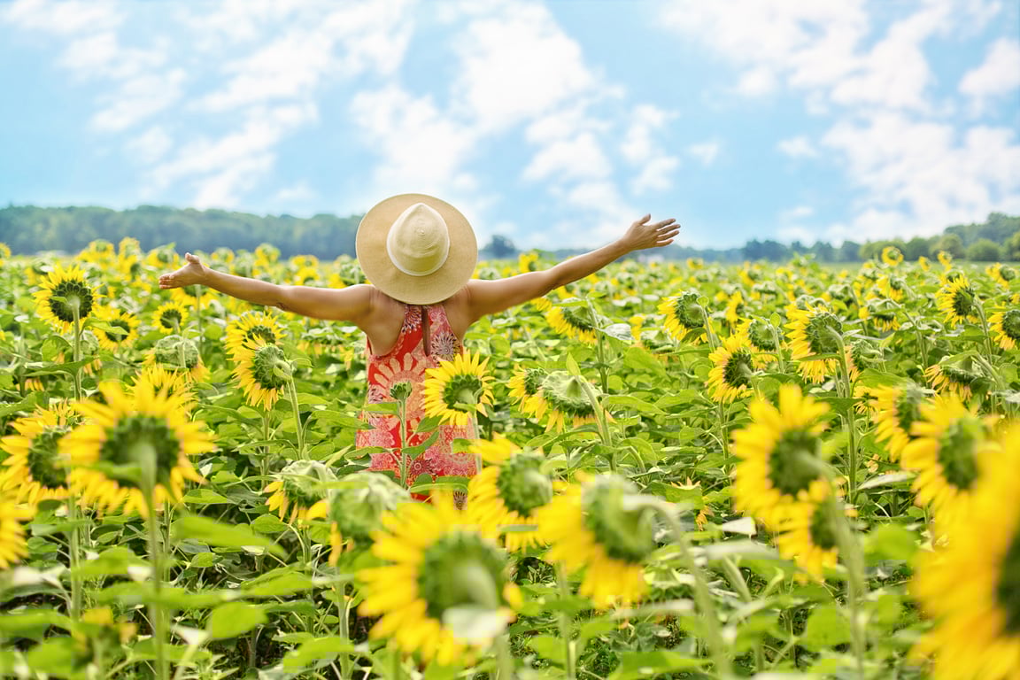 Girl in a Field of Sunflowers